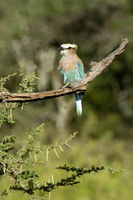 Lilac-breasted Roller