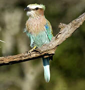 Lilac-breasted Roller