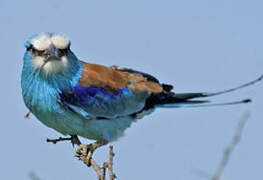 Abyssinian Roller