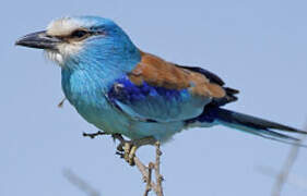 Abyssinian Roller