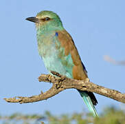 European Roller