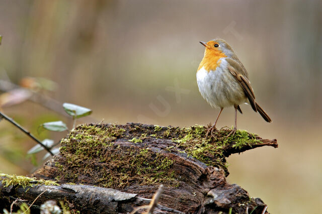 European Robin