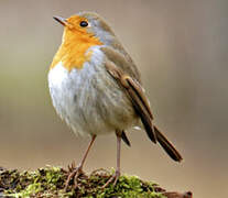 European Robin