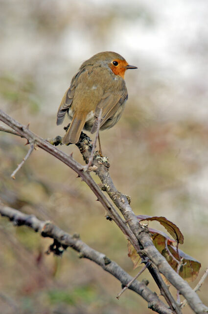 European Robin