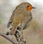 European Robin