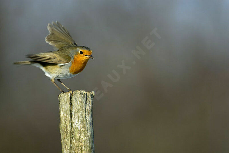 European Robinadult, Flight