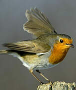 European Robin