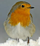 European Robin