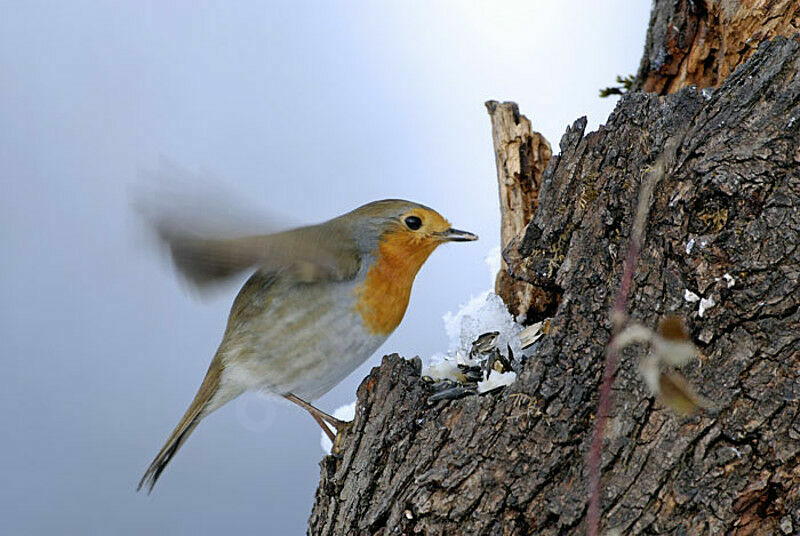 European Robinadult