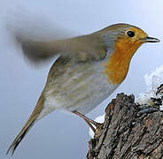 European Robin