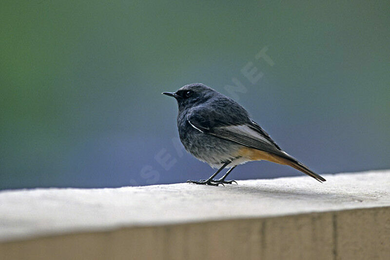 Black Redstart