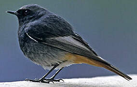 Black Redstart