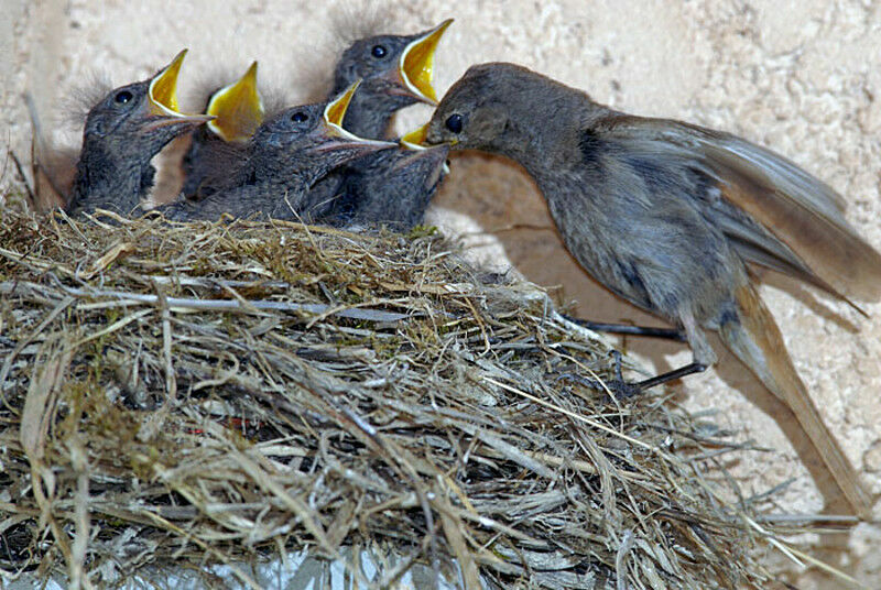 Black Redstart female adult