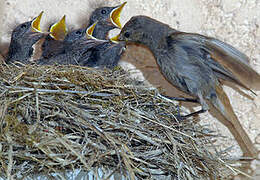 Black Redstart