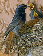 Black Redstart