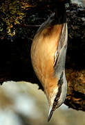 Eurasian Nuthatch