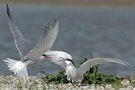 Common Tern