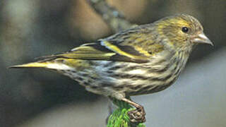 Eurasian Siskin