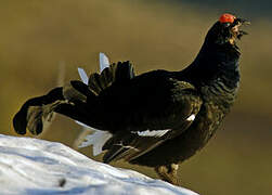 Black Grouse