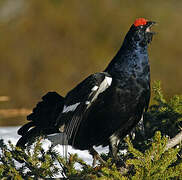 Black Grouse