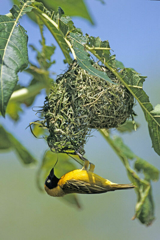 Lesser Masked Weaver