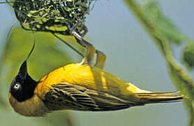 Lesser Masked Weaver