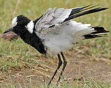 Blacksmith Lapwing