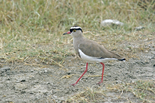 Vanneau couronné