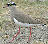 Crowned Lapwing