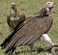 Lappet-faced Vulture