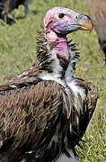 Lappet-faced Vulture