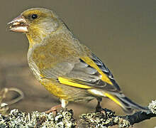 European Greenfinch