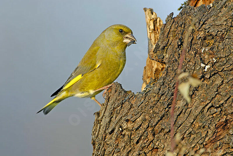 European Greenfinch male adult post breeding