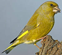 European Greenfinch