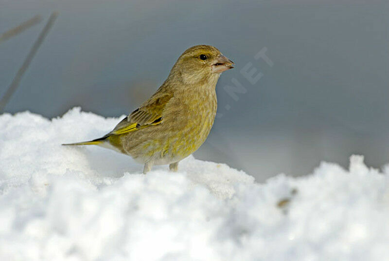 European Greenfinch female adult post breeding