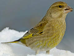 European Greenfinch