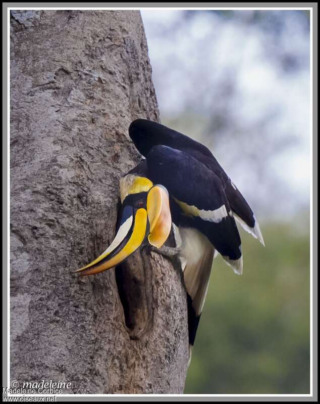 Great Hornbill male adult breeding, Reproduction-nesting