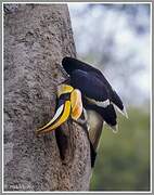 Great Hornbill