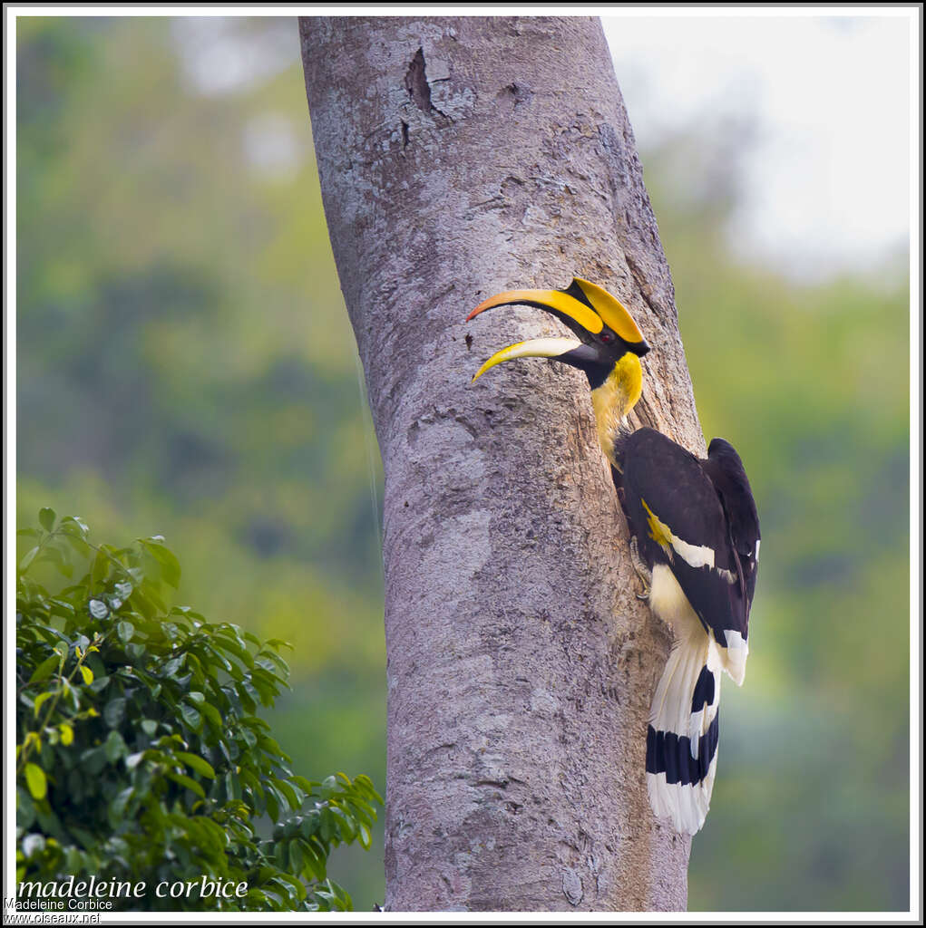 Great Hornbill male adult, identification