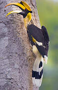 Great Hornbill