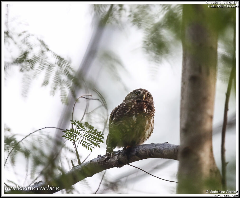 Collared Owlet