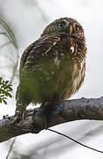 Collared Owlet