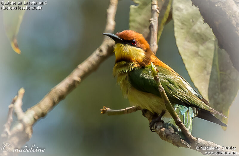 Chestnut-headed Bee-eater