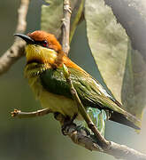 Chestnut-headed Bee-eater