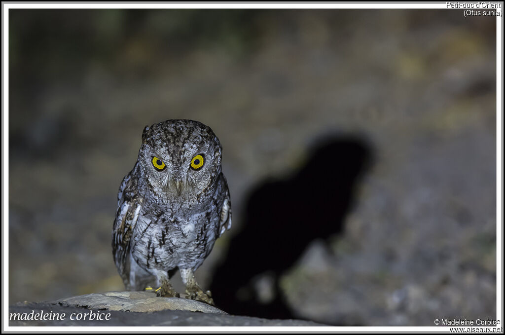 Oriental Scops Owl male, song