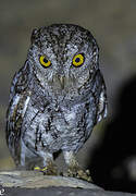 Oriental Scops Owl