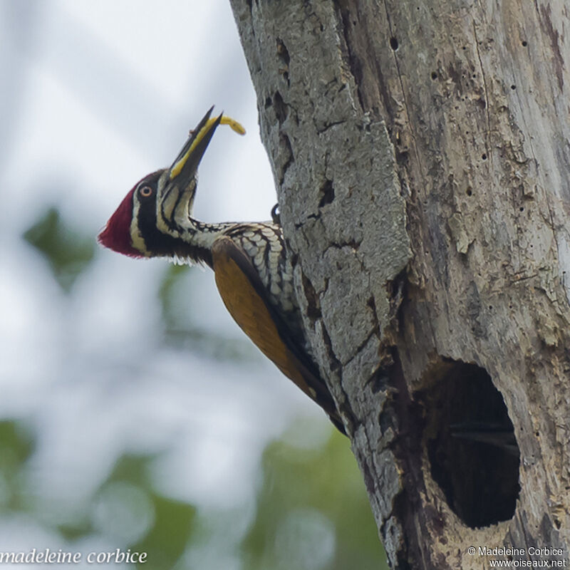 Greater Flamebackadult, identification