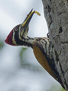 Greater Flameback