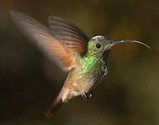 Berylline Hummingbird