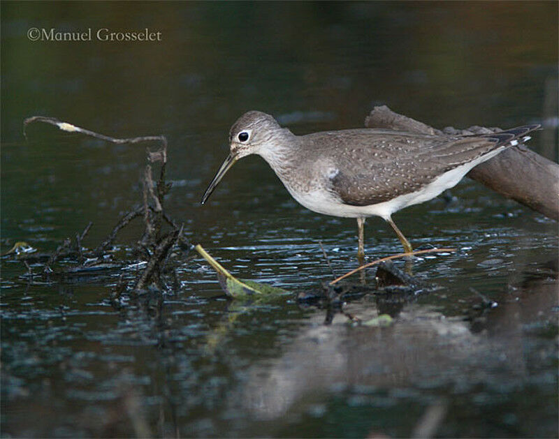 Solitary Sandpiper